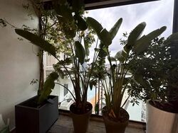 Seaside Residences (D15), Apartment #609031381
